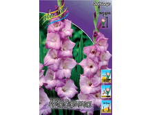 Gladiolus Madonna 58,5�. 10��..jpg