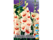Gladiolus Mary Housley 10��.  72,9�.jpg