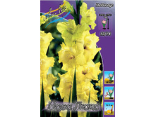 Gladiolus Nova Lux 10��.  58,5�.jpg