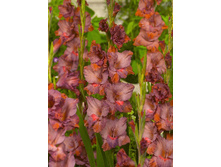 Gladiolus Old Spice 10��.  89,9�.jpg