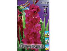 Gladiolus Plumtart 10��.  62,4�.jpg