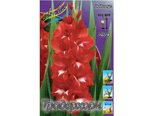 Gladiolus Traderhorn 10��.  58,5�.jpg