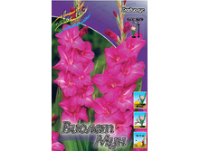 Gladiolus Violet Moon 10��.  57,2�.jpg
