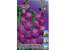 Gladiolus Violetta 10��.  79,4�.jpg