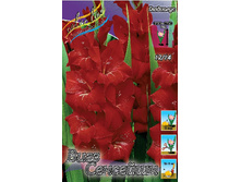 Gladiolus Wig's Sensation 10��.  58,5�.jpg