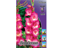 Gladiolus Windsong 10��.  72,9�.jpg