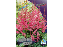 Astilbe Alive and Kicking 199,10�. 3��.jpg