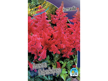 Astilbe Anita Pfeifer 128,8�. 3��.jpg