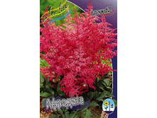 Astilbe Aphrodite 164,5�. 3��.jpg