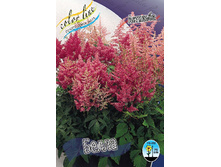 Astilbe Bella 20,53�. 2��.jpg
