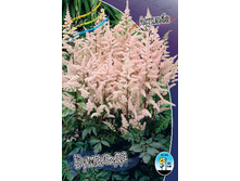 Astilbe Bumalda 133,9�. 3��.jpg