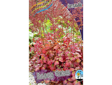 Astilbe Color Flash Super 248,3�. 3��.jpg