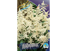 Astilbe Deutschland 128,8�. 3��.jpg