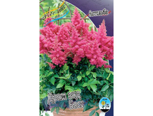 Astilbe Drum And Bass 199,10�. 3��.jpg