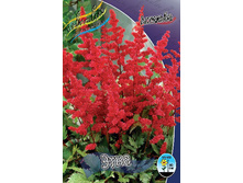 Astilbe Etna 144,10�. 3��.jpg