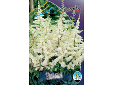 Astilbe Ellie 144,10�. 3��.jpg