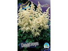 Astilbe Gladstone 128,8�. 3��.jpg