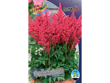 Astilbe Fireberry 195,10�. 3��.jpg