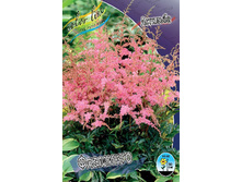Astilbe Flamingo 195,10�. 3��.jpg