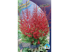 Astilbe Glut 144,10�. 3��.jpg