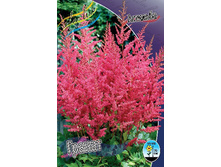 Astilbe Granat 144,10�. 3��.jpg