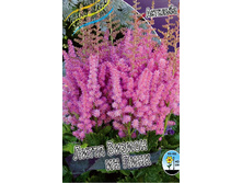 Astilbe Little Vision Pink 193,7�. 3��.jpg