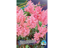 Astilbe Lollypop 193,7�. 3��.jpg