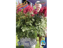 Astilbe Mighty Red Quin 215,5�. 3��.jpg
