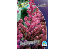 Astilbe Purperkerze 1492�. 3��.jpg