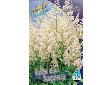 Astilbe Queen Of Holland 139�. 3��.jpg