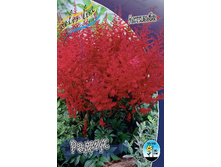 Astilbe Radius 190�. 3��.jpg