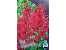 Astilbe Red Sentinel 149,9�. 3��.jpg