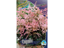 Astilbe Sprite 222,8�. 3��.jpg