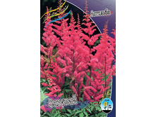 Astilbe Vesuvius 139�. 3��.jpg