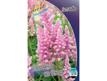 Astilbe Visions In Pink 200,9�. 3��.jpg