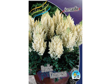 Astilbe Weisse Gloria 131,7�. 3��.jpg