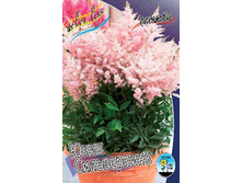 Astilbe Younique Silverpink 195,10�. 3��.jpg