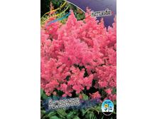 Astilbe Amerika 128,8�. 3��.jpg