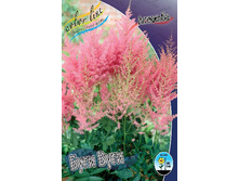 Astilbe Boogie Woogie 199,10�. 3��.jpg