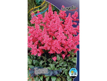 Astilbe Bonn 128,8�. 3��.jpg
