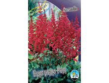 Astilbe Burgundy Red 144,10�. 3��.jpg