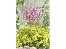 Astilbe Color Flash Lime NEW 248,3�. 3��.jpg