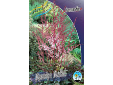 Astilbe Delft Lace 292�. 3��.jpg