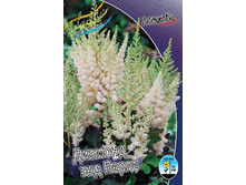 Astilbe Diamond And Perls 199,10�. 3��.jpg