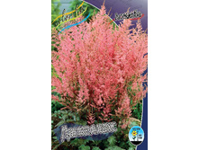 Astilbe Dunkellachs 169,6�. 3��.jpg