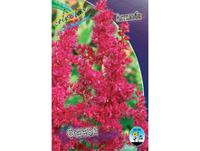 Astilbe Fanal 144,10�. 3��.jpg