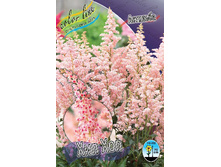 Astilbe Hip Hop 220,6�. 3��.jpg