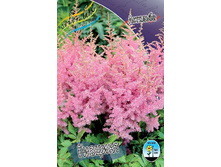 Astilbe Hyazinth 133,9�. 3��.jpg