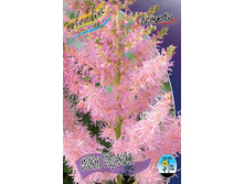 Astilbe Icecream 190�. 3��.jpg