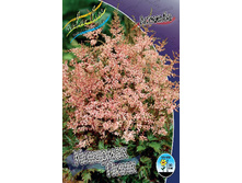 Astilbe Inshriash Pink 210,4�. 3��.jpg